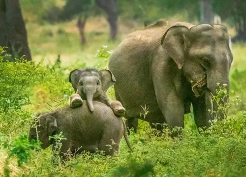 Discover the Wild Beauty of Yala National Park – A Safari Adventure in Sri Lanka