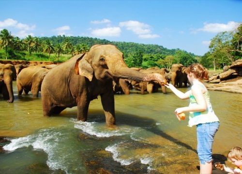 Experience the Joy of Pinnawala Elephant Orphanage: Where Elephants Find a Home