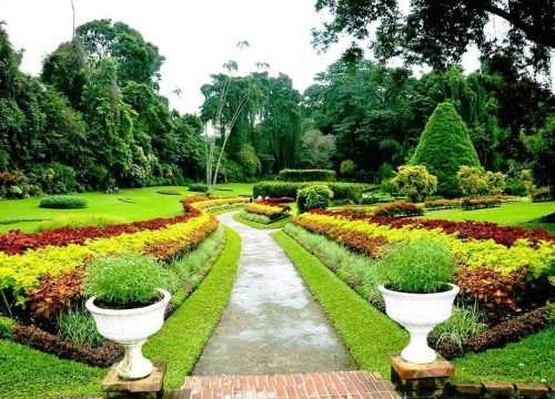 Discover the Stunning Flora of the Royal Botanical Garden, Kandy