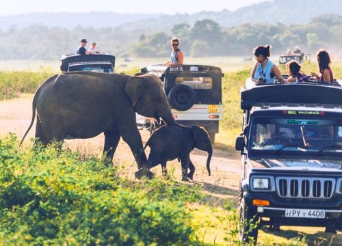 Experience the Thrills of Yala Wild Watching Safari: A Nature Lover’s Paradise